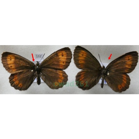 Erebia euryale (Esper, 1805) pair Górówka euriala Poland16f